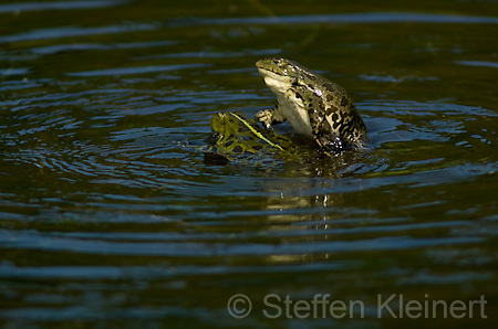 Teichfrosch (Rana kl. esculenta)  - 06